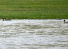 Grote zaagbek (goosander) Mergus Merganser - Kharkhorin 16-08-2016 (2)